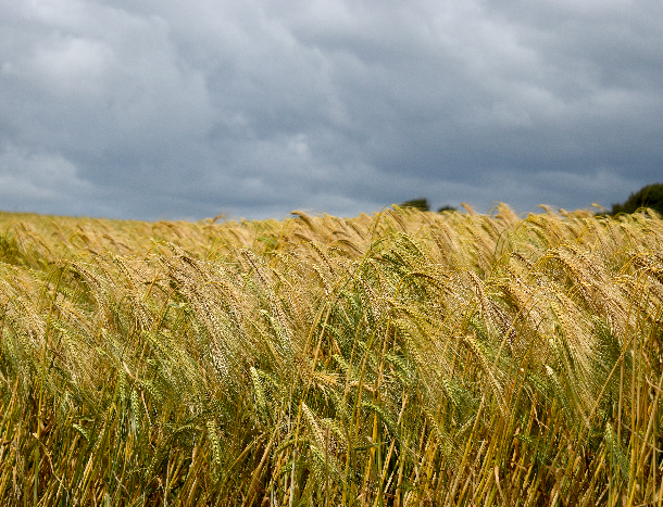 Malt and grain supply
